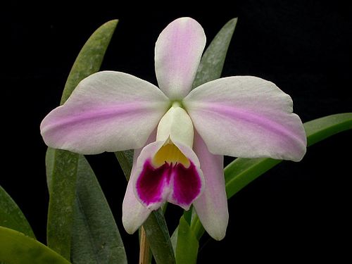 Cattleya pumila